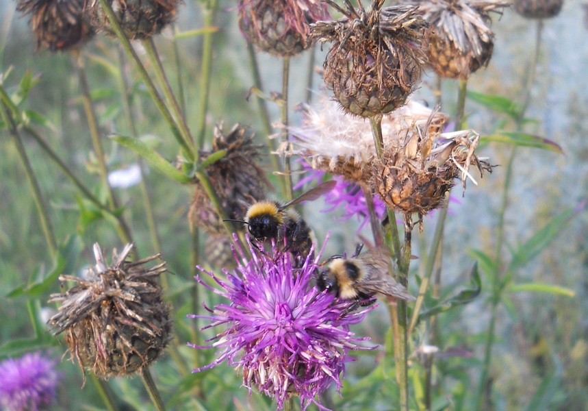 Image of Centaurea scabiosa specimen.