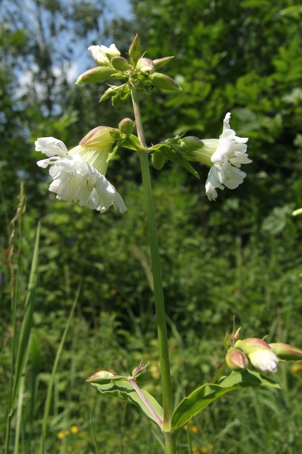 Изображение особи Saponaria officinalis.