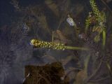 Potamogeton lucens. Соплодия. Курская обл., Железногорский р-н, р. Свапа на отрезке от р. Мицень до р. Суслов. 15 августа 2007 г.