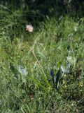 Scorzonera humilis. Плодоносящее растение. Ленинградская обл., побережье в р-не пос. Большая Ижора, травяной сосняк на дюне. 10.07.2011.