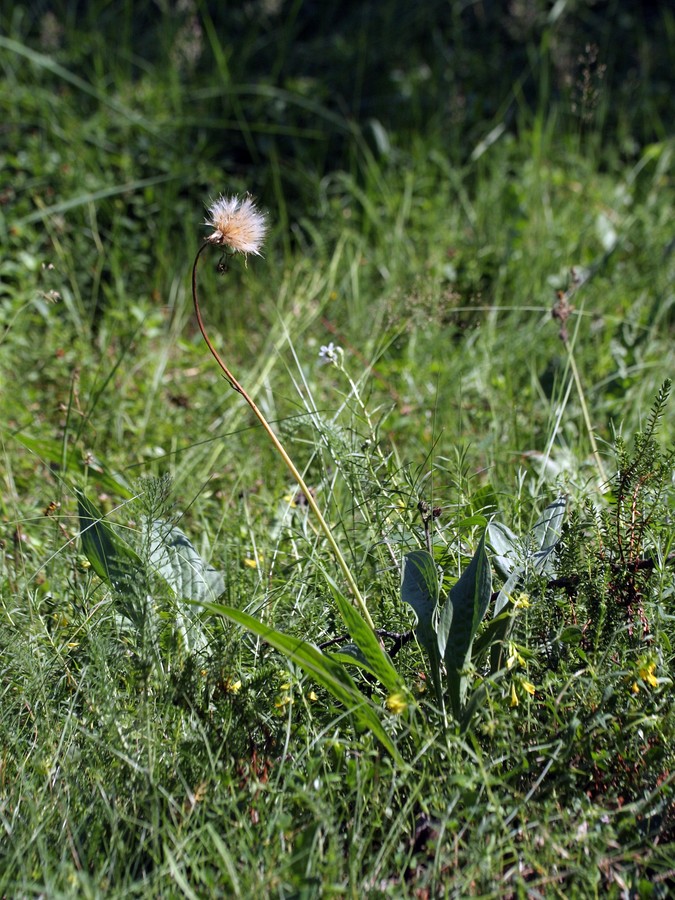 Изображение особи Scorzonera humilis.