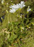 Cerastium polymorphum. Цветущее растение на поросшем мхом береговом галечнике. Республика Карачаево-Черкесия, Домбай, берег р. Аманауз, 1600 м н.у.м. 10.07.2011.