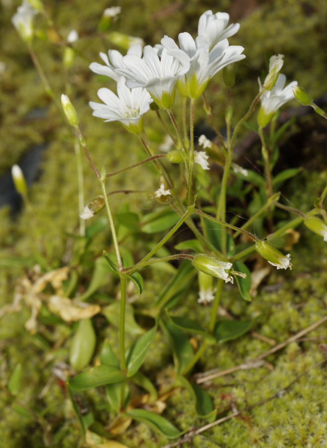 Изображение особи Cerastium polymorphum.