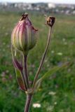 Melandrium album