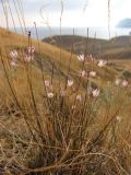 Allium moschatum. Цветущие растения. Крым, Феодосийский горсовет, пос. Орджоникидзе, гора Джан-Кутаран. 5 сентября 2011 г.