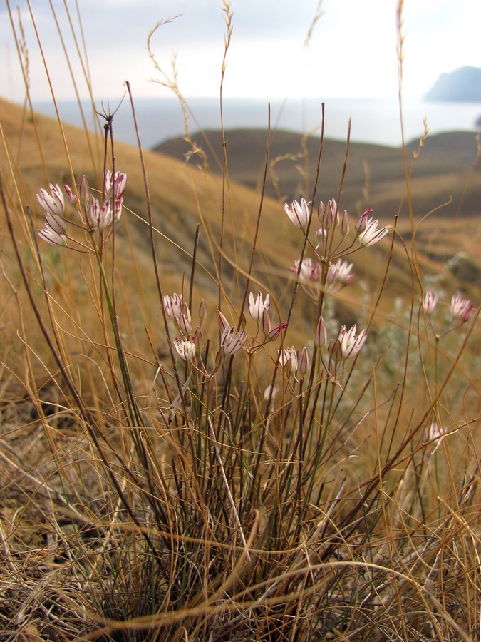 Изображение особи Allium moschatum.