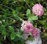 род Trifolium. Верхушка цветущего растения. Черногория, Динарское нагорье, горный массив Дурмитор. 05.07.2011.