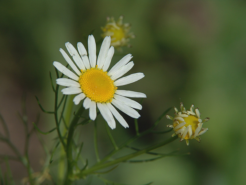 Изображение особи Tripleurospermum inodorum.