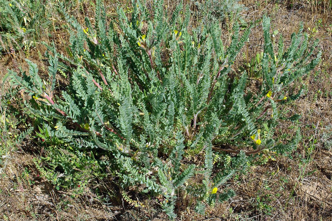 Изображение особи Astragalus larvatus.