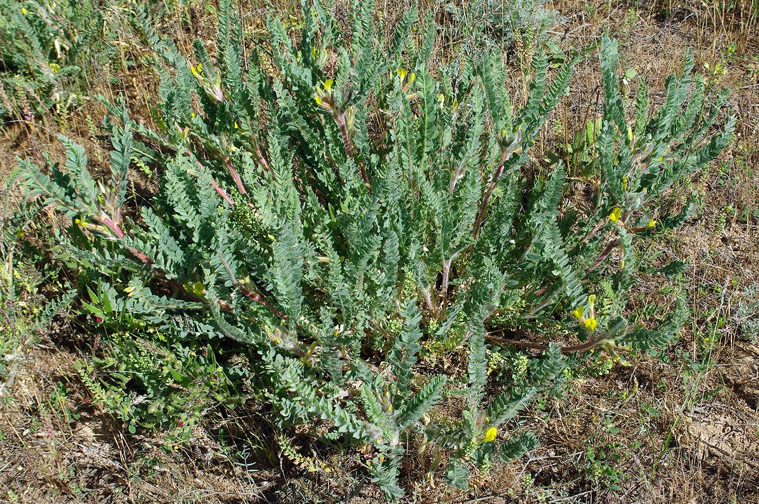 Image of Astragalus lanuginosus specimen.