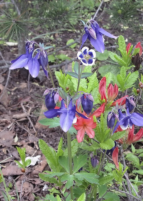 Изображение особи род Aquilegia.