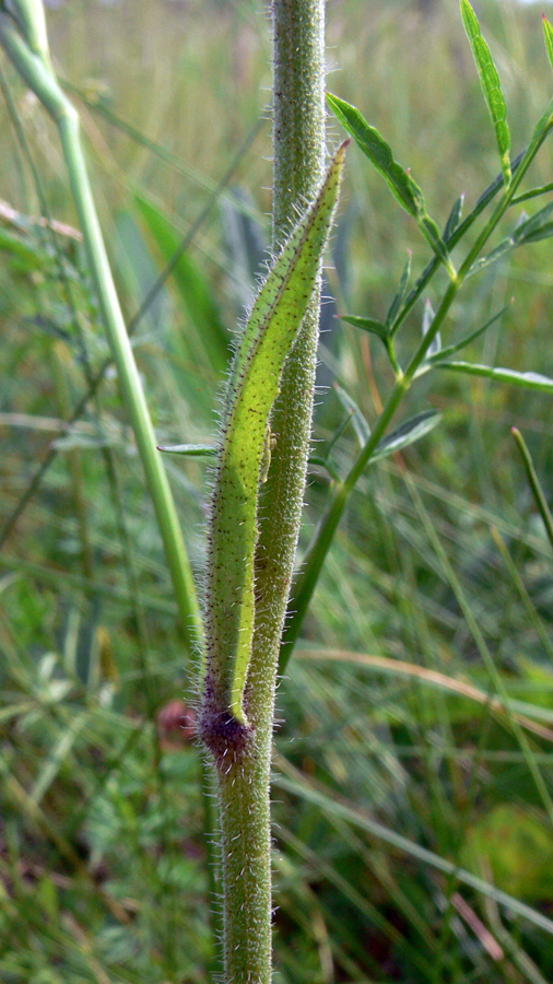 Image of genus Pilosella specimen.