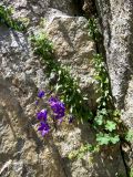 Campanula saxifraga