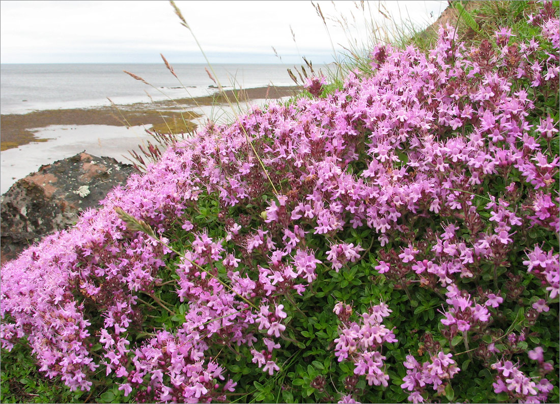 Image of Thymus subarcticus specimen.