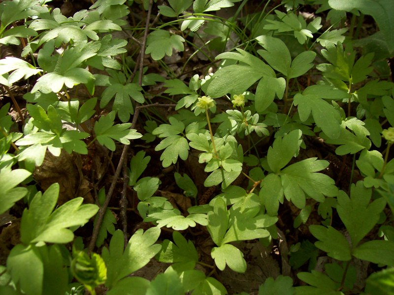 Image of Adoxa moschatellina specimen.