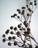 Achillea cartilaginea