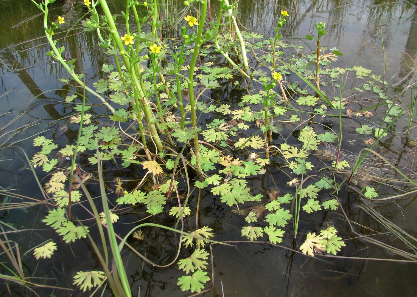 Изображение особи Ranunculus sceleratus.