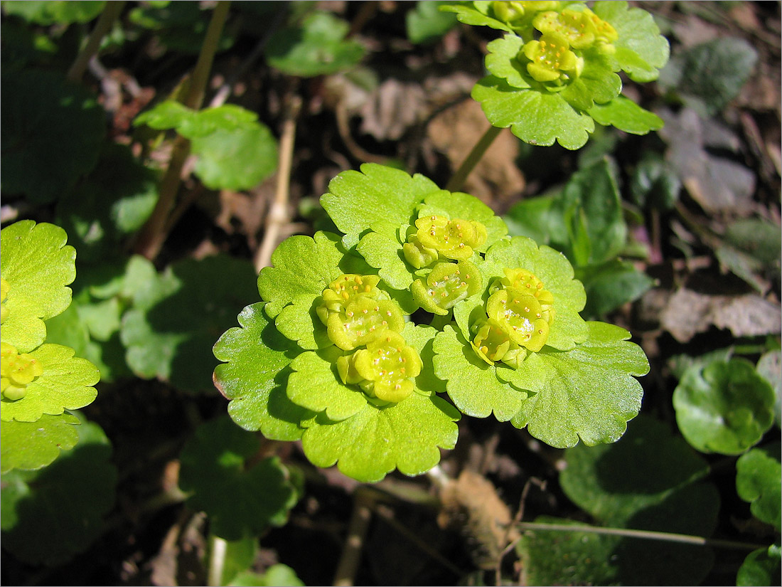 Изображение особи Chrysosplenium alternifolium.