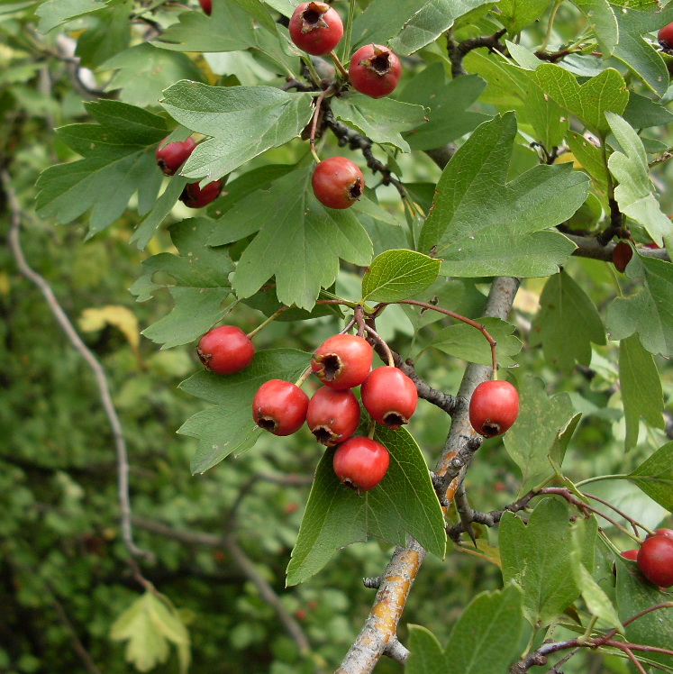 Image of Crataegus monogyna specimen.
