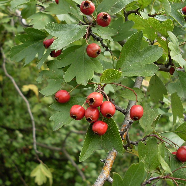 Изображение особи Crataegus monogyna.