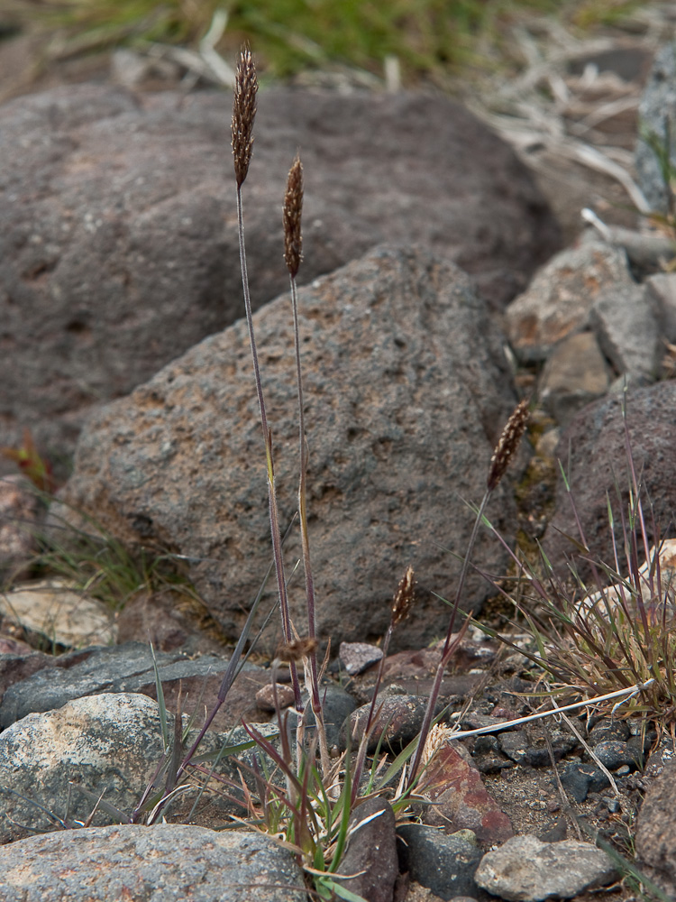 Image of Trisetum spicatum specimen.