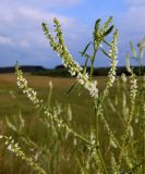 Melilotus albus. Верхушка побега с соцветиями. Смоленская обл., Смоленский р-н, окрестности Каспли, обочина дороги. 04.07.2011.