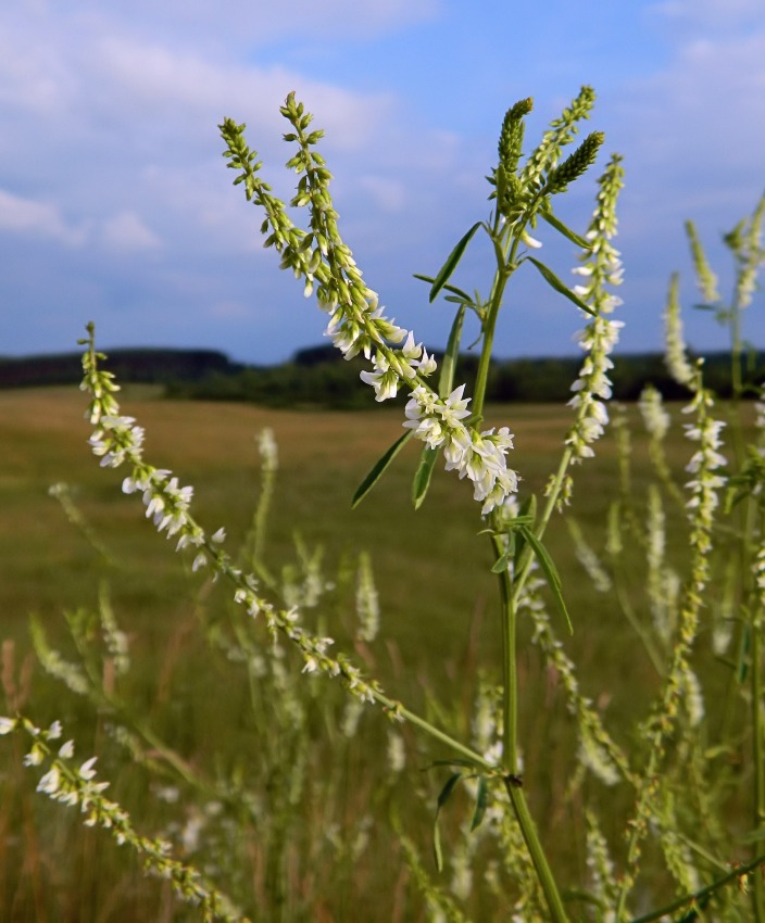 Изображение особи Melilotus albus.