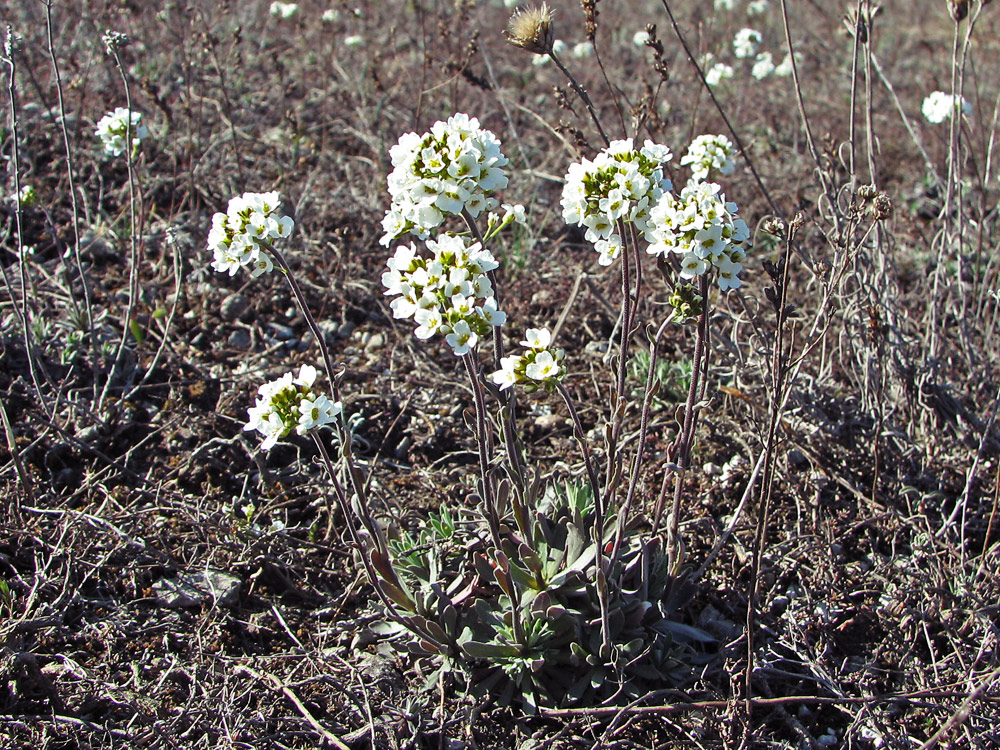 Image of Schivereckia podolica specimen.