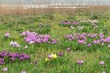Iris pumila. Аспект цветущих растений разных цветовых форм в песчаной степи. Украина, Донецкая обл., окр. г. Новоазовск, НПП \"Меотида\". 17.04.2010.