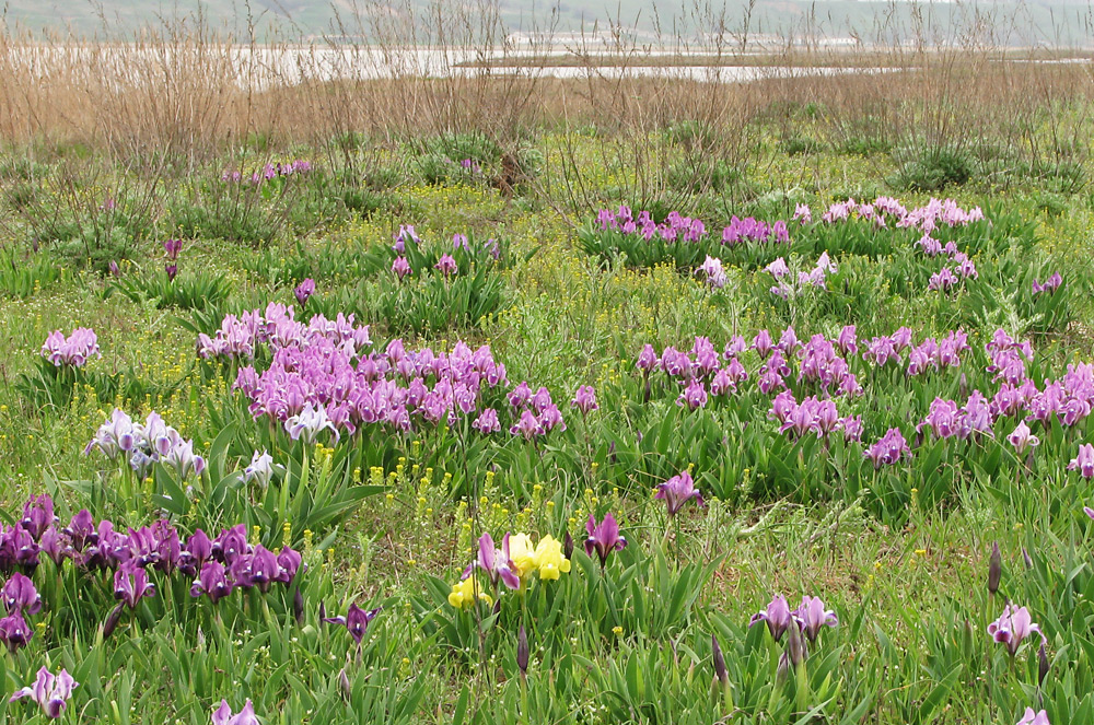 Image of Iris pumila specimen.