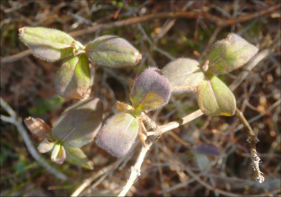 Image of Lonicera etrusca specimen.