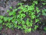 Gymnocarpium dryopteris. Молодые растения в сообществе с Phegopteris connectilis на свежем вывале ели. Костромская область, Кологривский район, заповедник \"Кологривский лес\", участок коренных ельников. 29 мая 2011 г.