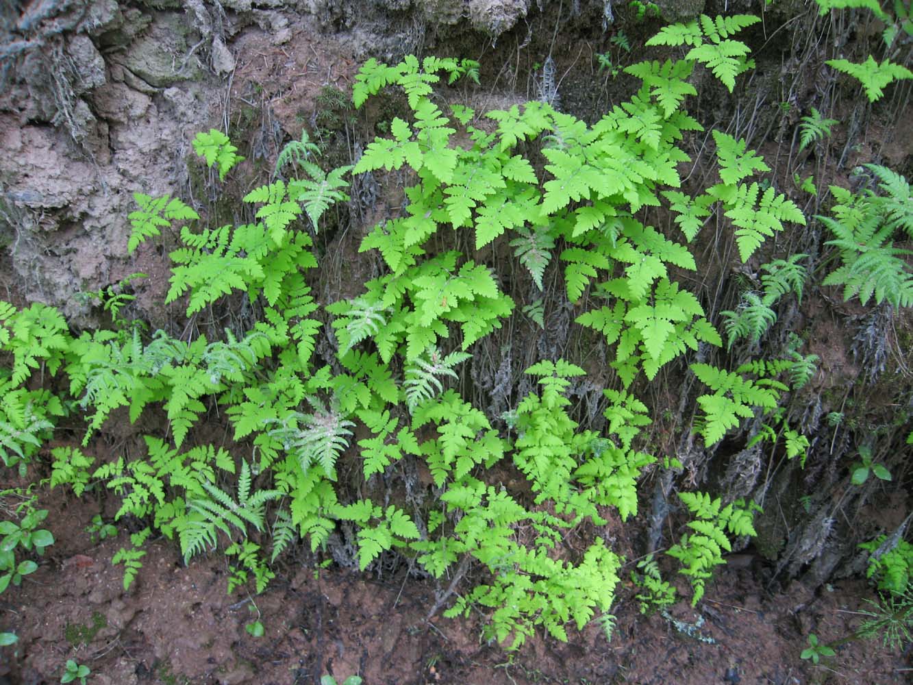 Изображение особи Gymnocarpium dryopteris.