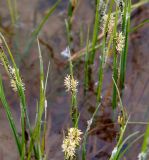 Carex nigra. Цветущие растения. Мурманская обл., Кандалакшский р-н, окр. пос. Колвица, прибрежье р. Колвица. 03.07.2010.