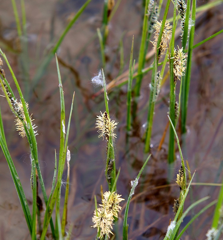 Изображение особи Carex nigra.