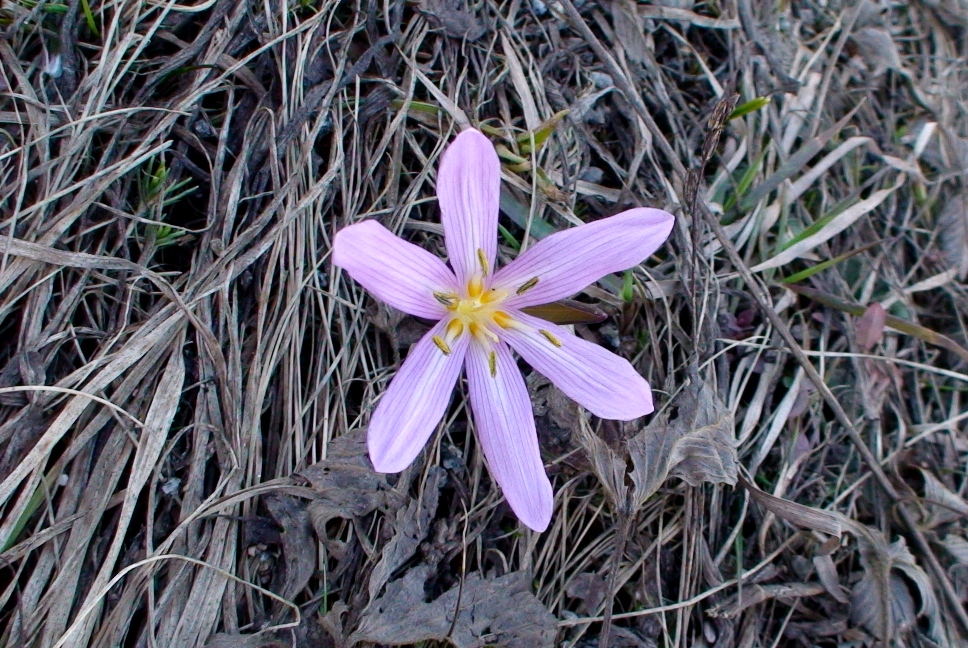 Image of Merendera raddeana specimen.
