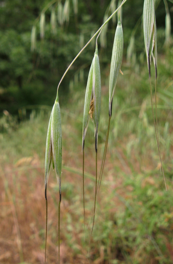 Image of genus Avena specimen.