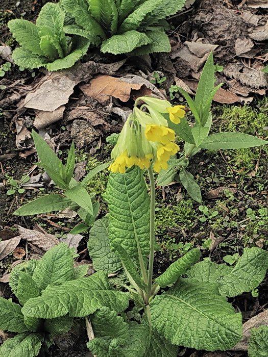 Изображение особи Primula macrocalyx.