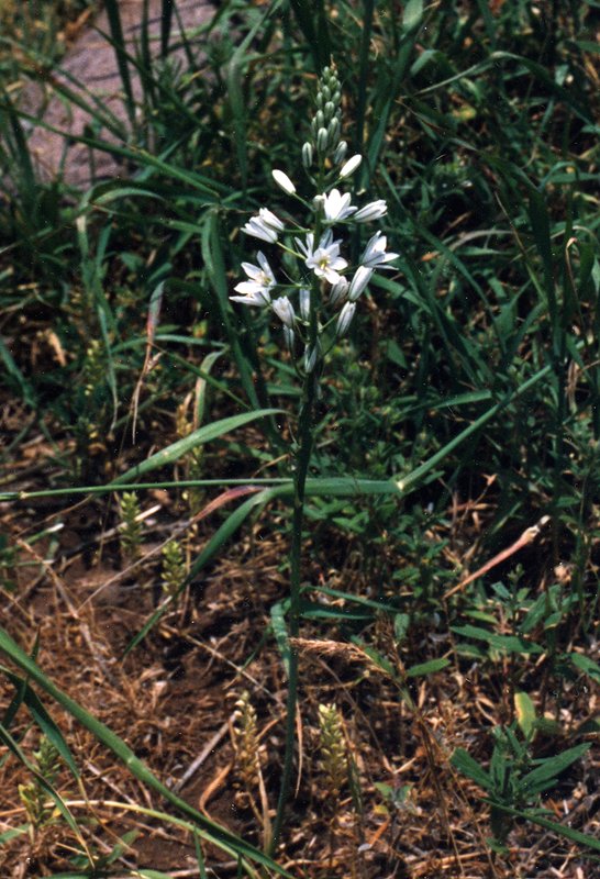 Изображение особи Ornithogalum hajastanum.