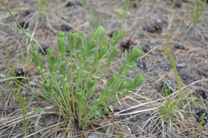 Image of Stellera chamaejasme specimen.