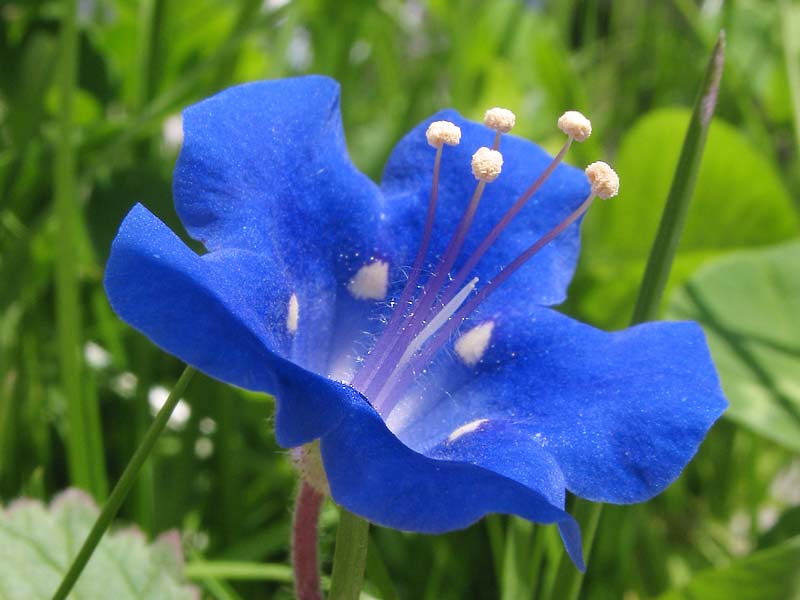 Изображение особи Phacelia campanularia.