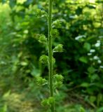 Agrimonia eupatoria