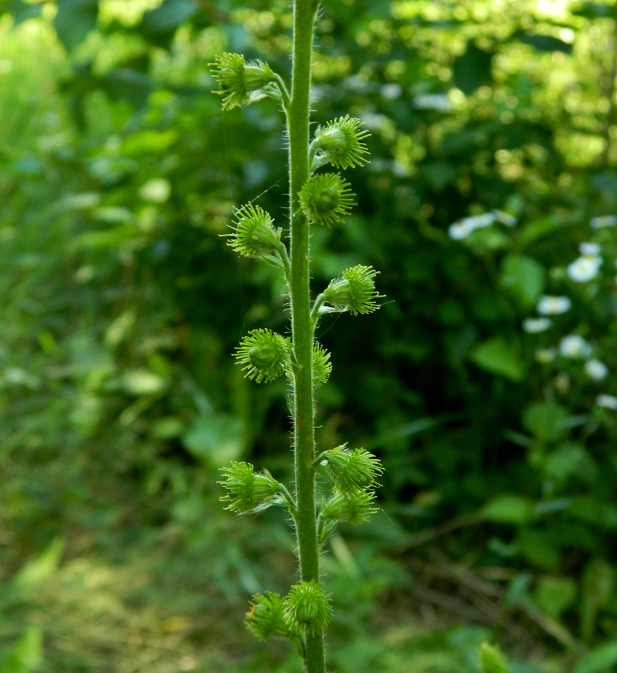 Изображение особи Agrimonia eupatoria.