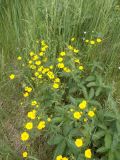 Potentilla chrysantha