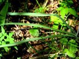 Zigadenus sibiricus