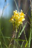 Linaria vulgaris. Соцветие. Ленинградская обл., Лужский р-н, окр. дер. Сяберо. 01.07.2012.