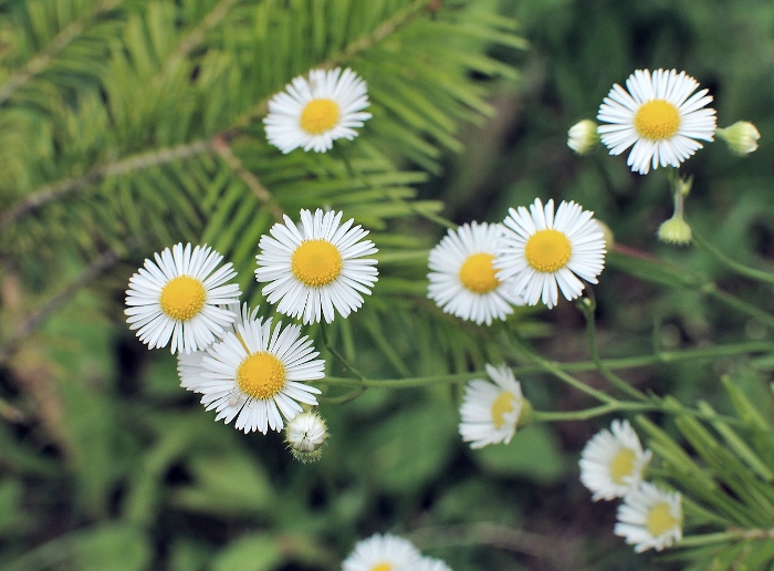 Image of Erigeron strigosus specimen.