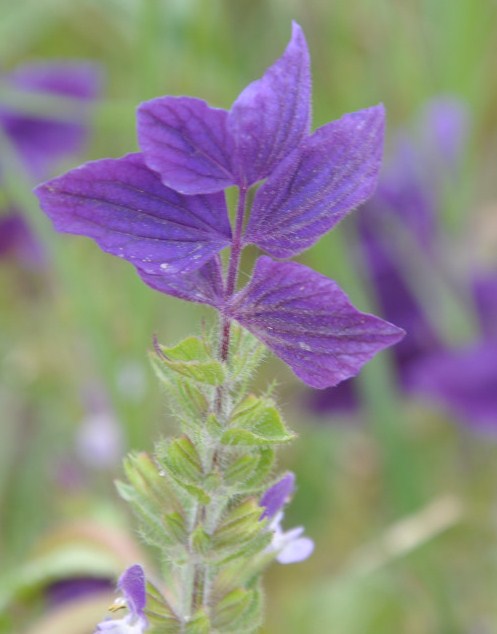 Изображение особи Salvia viridis.