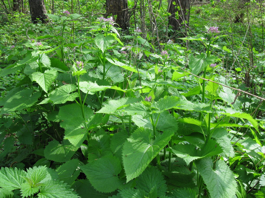 Image of Lunaria rediviva specimen.