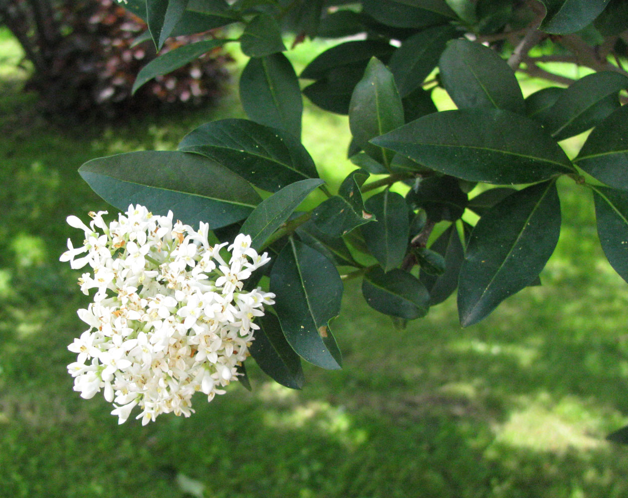 Изображение особи Ligustrum vulgare.